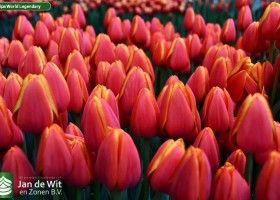 Tulipa World Legendary ® (2)